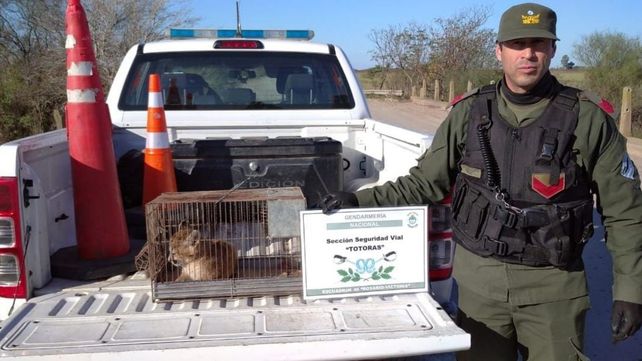 El puma fue hallado por efectivos de Seguridad Vial Totoras