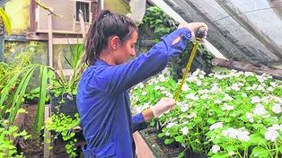 Mercedes Ramacieri, bajo la dirección de Johanna Chirkes de Fauba, investigó los beneficios de esta planta ornamental.