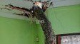 Crónica de un final anunciado: un palo borracho centenario se partió y destruyó una casa en barrio Loyola