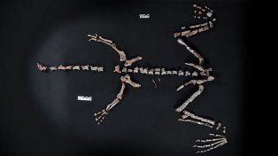En La Rioja, el Conicet halló restos fósiles de un dinosaurio.&nbsp;