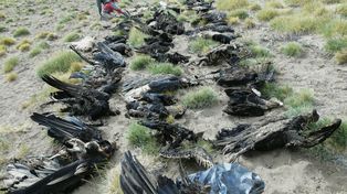 Identifican el veneno que mató a los 34 cóndores
