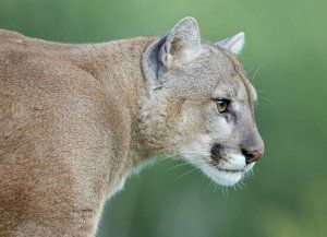 Avanzan en la relocalización de fauna silvestre del ex Zoológico de Luján