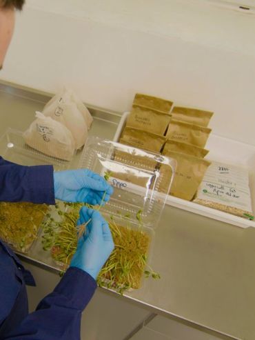 Cayó el poder germinativo de la soja