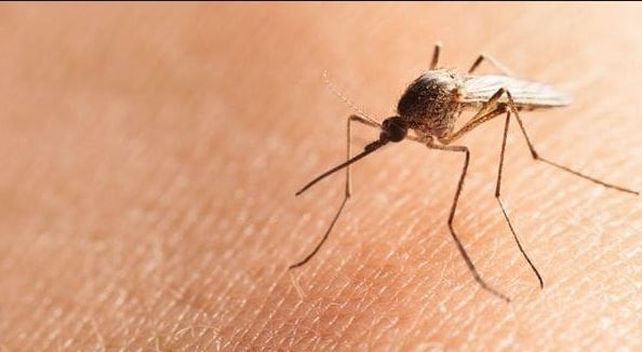El mosquito Charquero proliferó en el verano en la ciudad y aún se resiste.&nbsp;