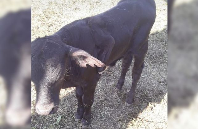 El extraño animal se encuentra en un establecimiento rural ubicado en el Km 124