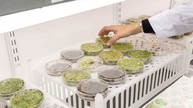 Bioheuris se dedica al diseño y desarrollo de tecnologías de manejo de malezas basadas en herbicidas de baja dosis de uso que son más seguros para el ambiente y las personas