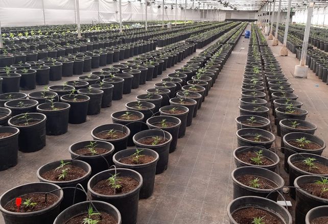 El Inta avanza en la investigación sobre cannabis medicinal