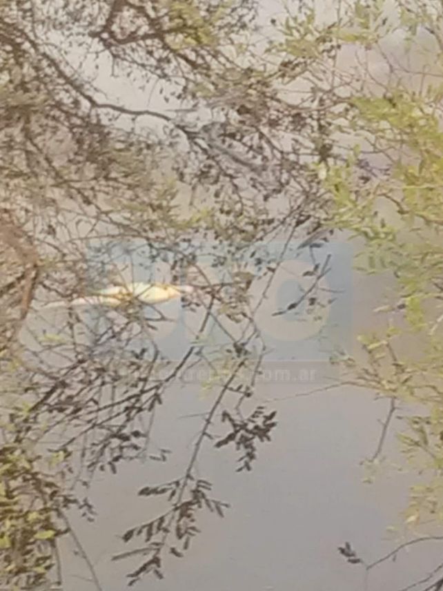 Vecinos de San José denunciaron mortandad de peces