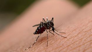 Dengue: la ola polar exterminó a los mosquitos