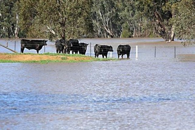 Evacuaron el 80 por ciento de la hacienda en la provincia