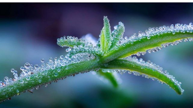 Entre el derecho y el estigma: las disputas de sentido sobre el cannabis