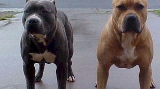 Bº General Belgrano: pitbulls atacaron a un hombre que llevaba un plato de locro