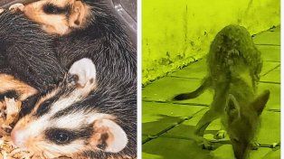 Vecinos ayudaron en el rescate de comadrejas y un zorrito