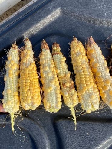 Maíz: el cultivo que sentirá fuerte el rigor de la sequía