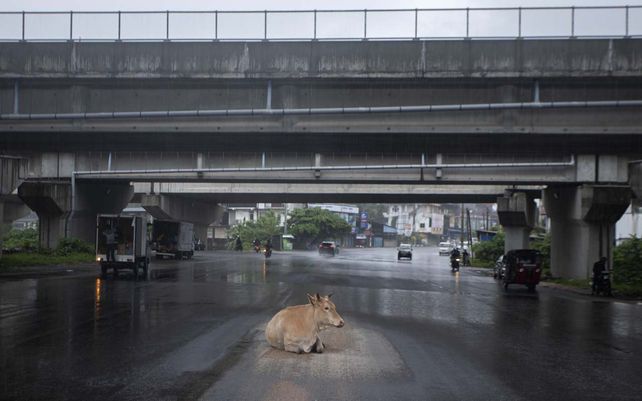 Una vaca se refugia de la lluvia debajo de un paso elevado en una calle generalmente abarrotada durante un cierre impuesto para frenar la propagación del coronavirus en Colombo