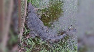 El reptil fue avistado por personal del establecimiento N° 73 Gendarme Romero, ubicado en Ceibal y Aguaribay de Ubajay.