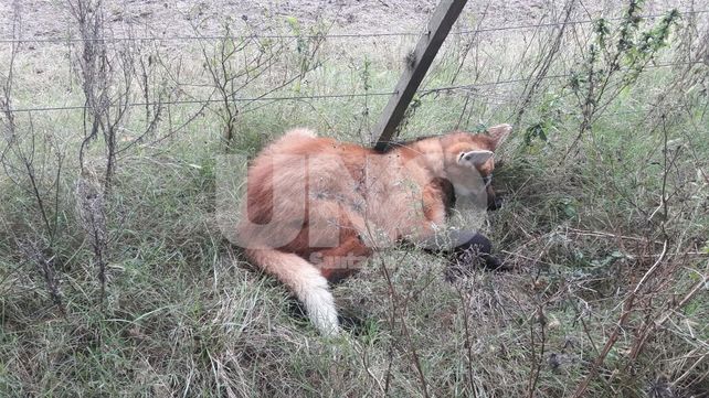Encontraron a un Aguará Guazú herido a metros de la ruta provincial nº1