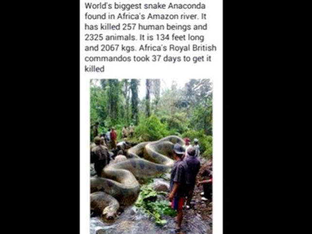 La anaconda más grande del mundo que no era tal