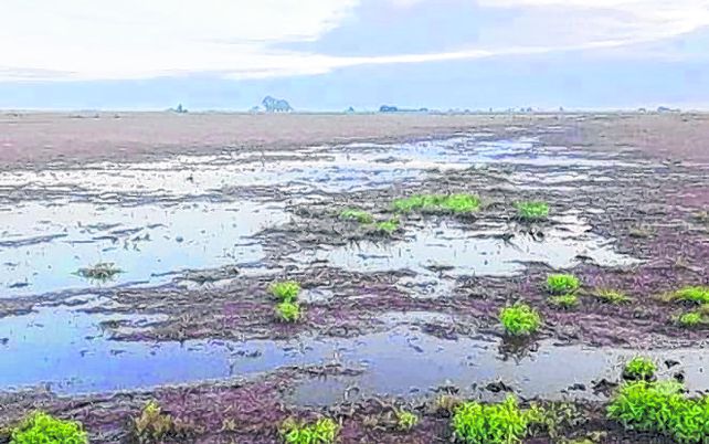Lote con rastrojo de soja tardía en el departamento Las Colonias.