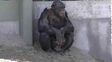 Presentan un habeas corpus para liberar a Toti, un chimpancé privado de su libertad en un zoológico