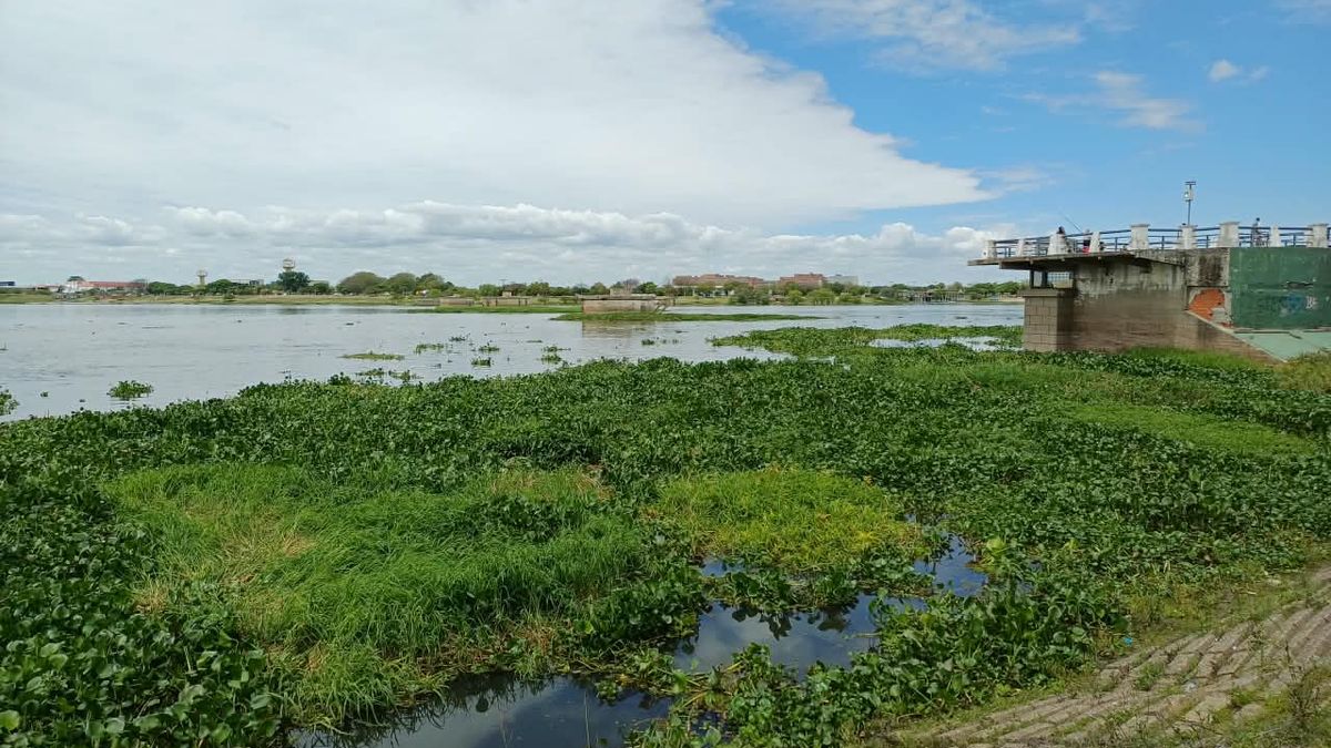 La crecida del Paraná cambia el paisaje de la laguna Setúbal: los camalotes vuelven a aferrarse al viejo puente ferroviario