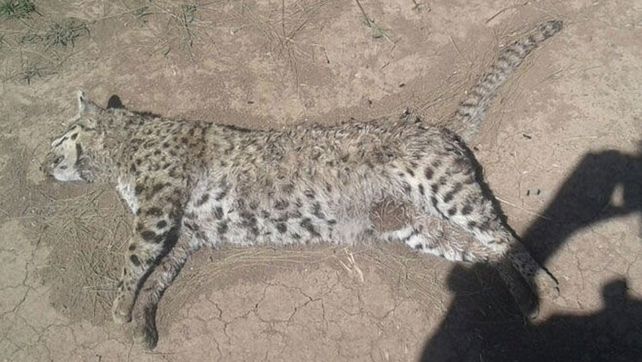 Hallan un gato montés en un paraje rural de Timbúes