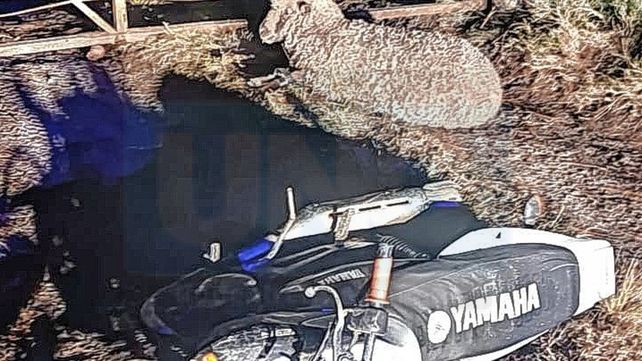 Abigeato: en moto arriaban la oveja, y en una camioneta robaban terneros