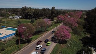 Santa Fe florece: 55.000 árboles plantados en 6 años