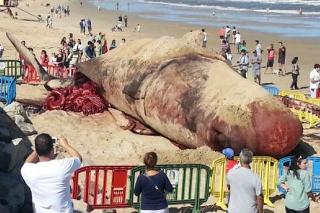 Una ballena muerta sorprendió en las playas de Uruguay
