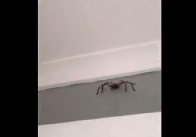 VIDEO: Filmaba una araña y se pegó el susto de su vida
