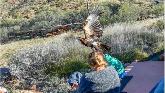 Una presa. El ave clavó sus garras en la capucha de al campera del chico.