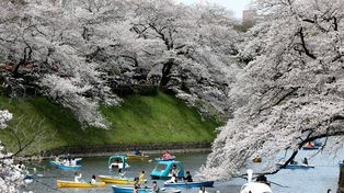 Japón levanta restricciones contra el Covid a tiempo para disfrutar de los cerezos