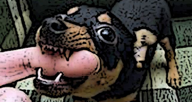Un perro salv&oacute; la vida de su due&ntilde;o al comerle un dedo del pie infectado