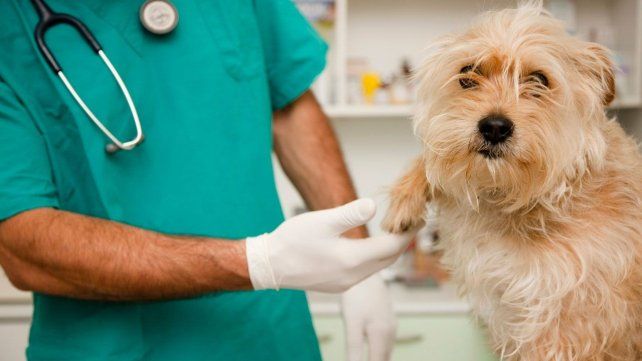 Hoy en Argentina es el Día del Veterinario y del Ingeniero Agrónomo
