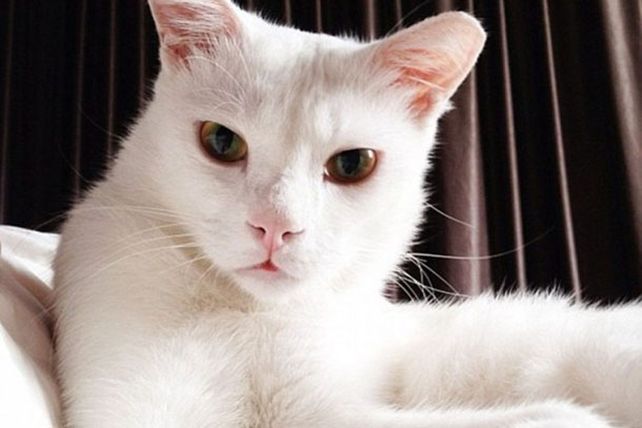 Fotos selfies de los animalitos más divertidos
