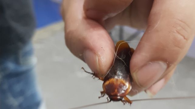 La cucaracha fue asistida con oxígeno tras ser atendida por un veterinario.