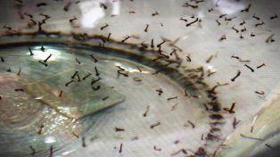 El Ministerio de Salud confirmó que subieron los casos de dengue. El departamento Paraná reportó 30 infectados más.