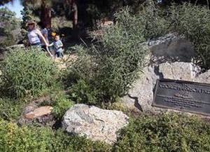 Un pino plantado en memoria de George Harrison murió infectado por escarabajos