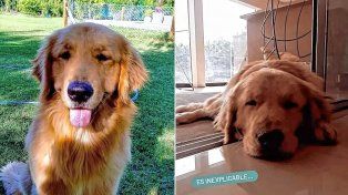 Homero era uno de los 15 perros envenenados en Magdalena
