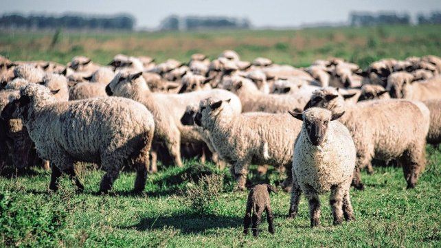 Hay incertidumbre en productores entrerrianos tras derogarse la Ley Ovina