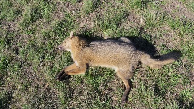 El otro drama de las quemas: cada vez más animales atropellados al intentar escapar del fuego