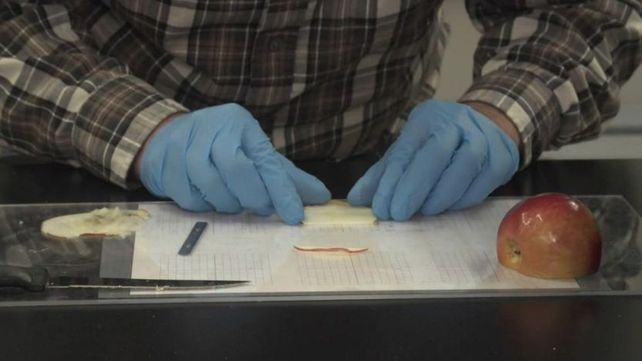 La innovadora forma de hacer crecer tejido humano en manzanas: ¿una revolución en medicina regenerativa?