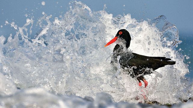 Imágenes ganadoras del concurso Bird Photographer of the Year 2020