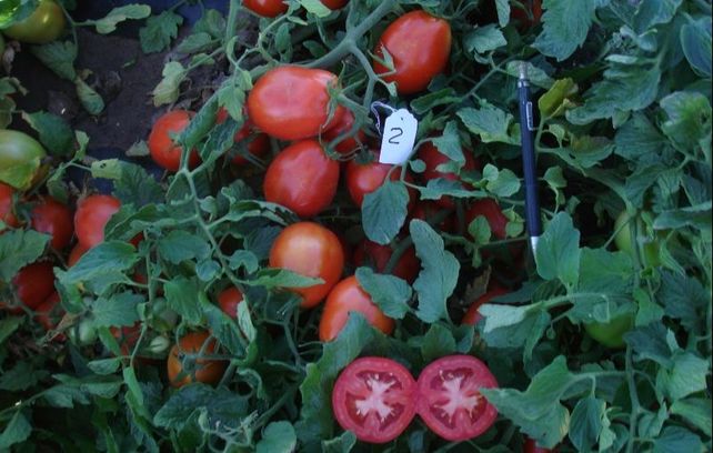 UCO14, un tomate diseñado para la industria