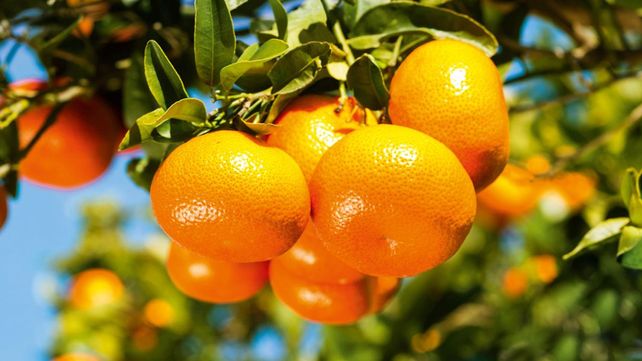 La mandarina que mató a una nena tenía un veneno prohibido