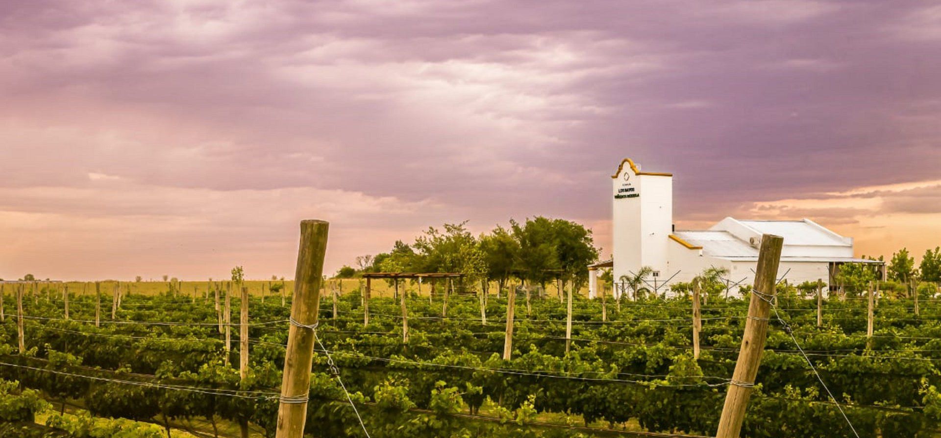 De buena cosecha: las bodegas que impulsan el negocio vitivinícola en Entre Ríos