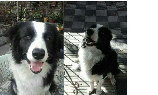 Buscan a Teo, el perro que se preparaba para ser rescatista junto a los bomberos