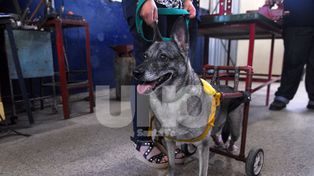 Proyecto Lázaro ya ayudó a caminar a más de 600 perros