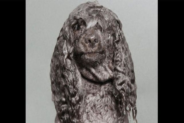 Los adorables y resignados perros mojados