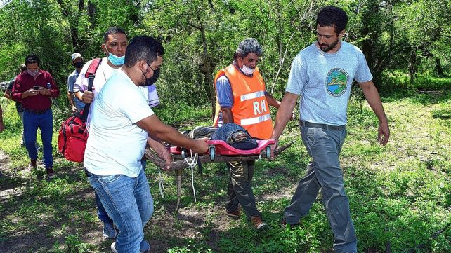 Liberaron un yacaré rescatado en una vivienda de Paraná